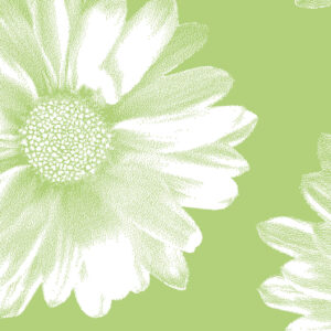 Green Daisy Wrapture Printed Tissue 1