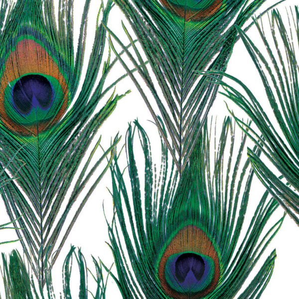 Peacock Wrapture Printed Tissue 1