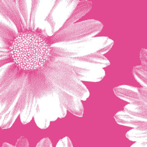 Pink Daisy Wrapture Printed Tissue 1